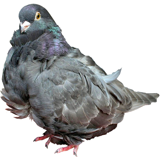 Chinese Owl Pigeon